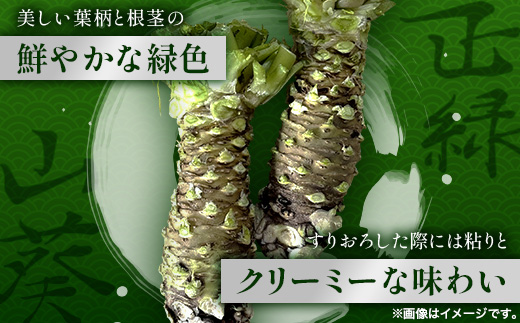 那賀わさび (正緑) 約 300g 3～6本 【徳島県 那賀町 生産者直送 産地直送 本わさび わさび ワサビ 生わさび 山葵 野菜 香味野菜 国産 正緑 薬味 調味料 万能 新鮮】FN-03 那賀わ