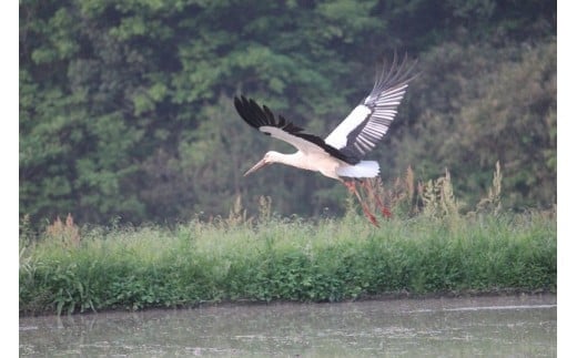 コウノトリ育む農地で栽培しています