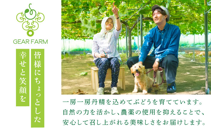 【2025年先行予約】【数量限定】【贈答用】旬の味わいを産地直送で！シャインマスカット 1房（約500g）秀品・化粧箱入り 島根県雲南市/ギアファーム [AIAB003]