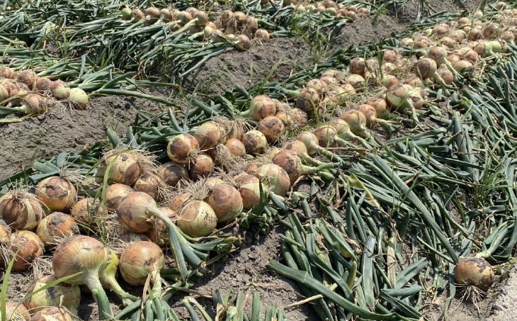 【じょまはん農園】淡路島産玉ねぎ5㎏