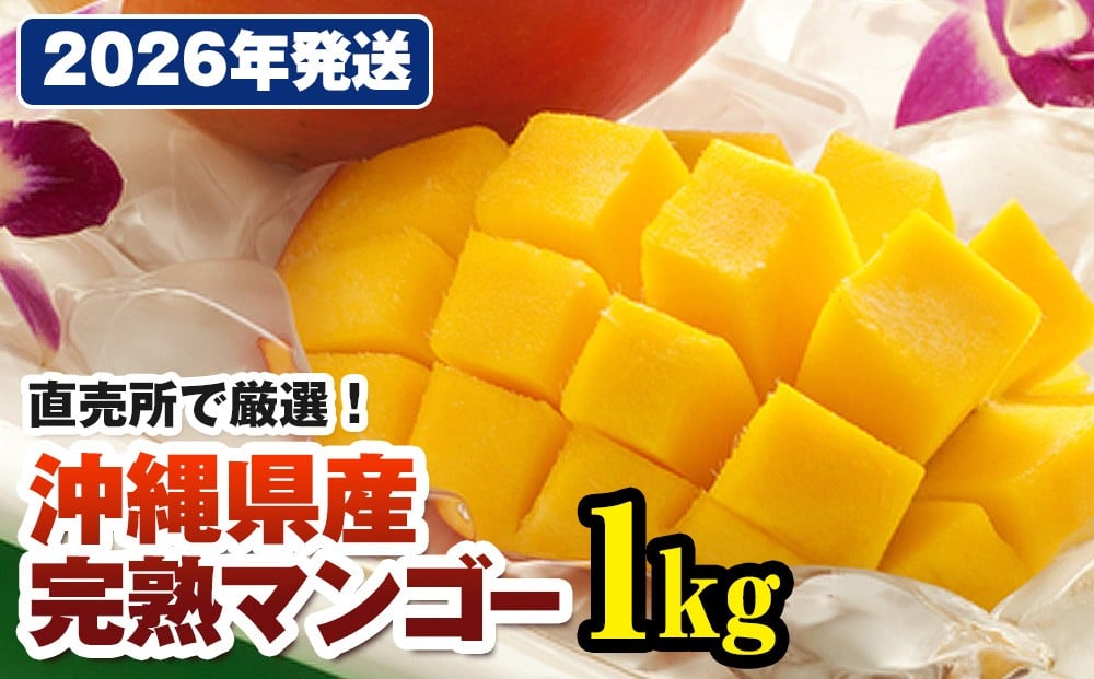 
            【2026年発送】直売所で厳選　沖縄県産「完熟マンゴー」1kg
          