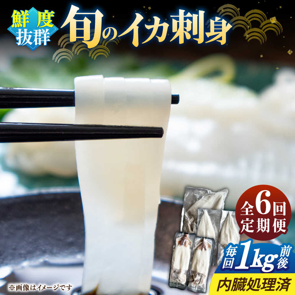 【ふるさと納税】【全6回定期便】旬のイカ刺身1kg前後《壱岐市》【馬渡水産】[JAQ032] いか イカ 烏賊 剣先 アオリ あおり スルメ するめ 刺身 刺し身 お刺身 海鮮 魚介 100000 100000円 10万円