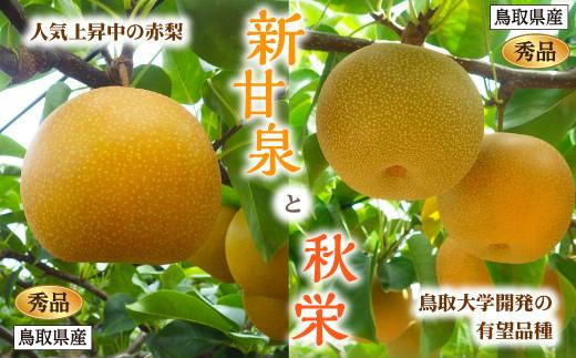 
                  新甘泉・秋栄セット 秀品 2.5kg箱【スクスク農場】
                