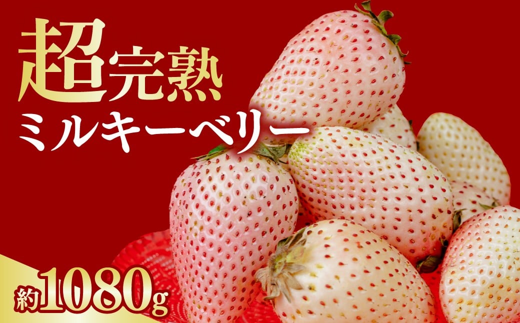 
            いちご 選手権金賞農園の 厳選&完熟『幻のミルキーベリー』レギュラー 約270g ×４パック 合計1080g【選べる発送月】 | いちご イチゴ 苺 ミルキーベリー 第1回いちご選手権金賞 ブランドいちご ストロベリー 完熟 果物 フルーツ くだもの 旬 産地直送 栃木県産 鈴木ファーム 栃木県 茂木町
          