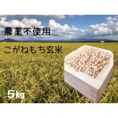 【令和5年産】もち米　玄米5kg (栽培期間中　農薬不使用・化学肥料不使用)