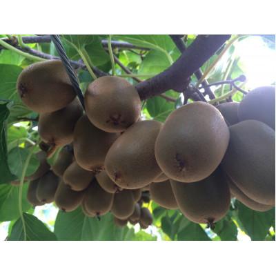 ふるさと納税 東かがわ市 さぬきキウイっこ　約2kg |  | 02