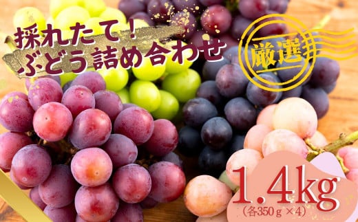C163p 採れたてぶどう詰め合わせ計1.4kg(各350gを4パック)【限定50組】