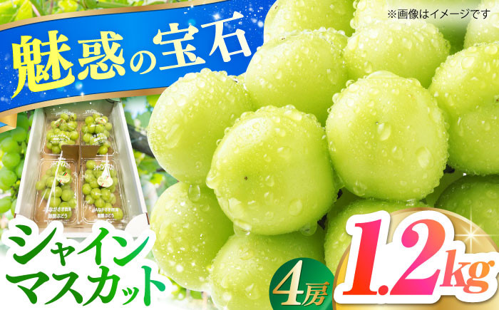 
            ＜2025年7月～8月発送＞糖度18度以上！長崎県産シャインマスカット 1.2kg 種無し 長崎県/長崎果匠 [42AABK011] ぶどう マスカット 種なし 高糖度 しゃいんますかっと フルーツ 甘い 季節限定 果実 しゃいんますかっと 産地直送 フルーツ 葡萄 新鮮
          