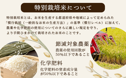 【令和7年 新米予約】特別栽培米「ヒノヒカリ」10kg 精米 井上農園 10月より順次出荷 熊本県 お米 白 米 精米 ひのひかり 国産 114-0601