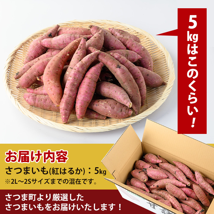 s604 ＜2024年11月初旬より順次発送予定＞《期間限定》鹿児島県産紅はるか生芋(5kg) 鹿児島 お芋 さつまいも サツマイモ 薩摩芋 焼き芋 おかず スイーツ 【弐番屋】