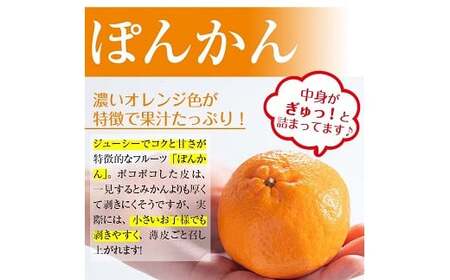 ＜先行予約＞＼数量・期間限定／JAさつま日置 いちき串木野産ポンカン約5kg （2L・L） 化粧箱入り 柑橘の特産品 ポンカン 贈答 ギフト プレゼントにもオススメ！ 果樹【A-1786H】