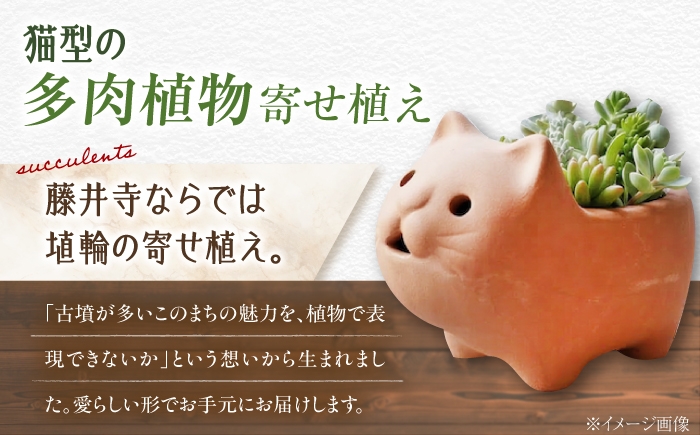 多肉植物 寄せ植え 鉢 埴輪 テラコッタ 猫 ねこ ガーデニング 花 初心者