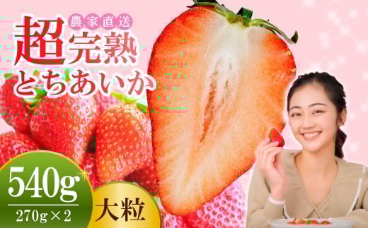【先行受付：1月中旬以降発送】いちご 小島さんちの 完熟 とちあいか 大粒 約270g × 2パック 合計 約540g | いちご イチゴ 苺 とちあいか 完熟 甘い あまい 大粒 果物 フルーツ くだもの 旬 産地直送 栃木県産 小島いちご園 栃木県 茂木町