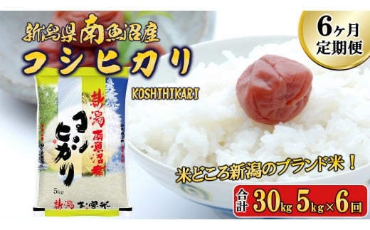 
            【令和7年産新米予約】【A-6定期便】南魚沼産コシヒカリ5kg×6回【2025年11月中旬より順次発送予定】
          