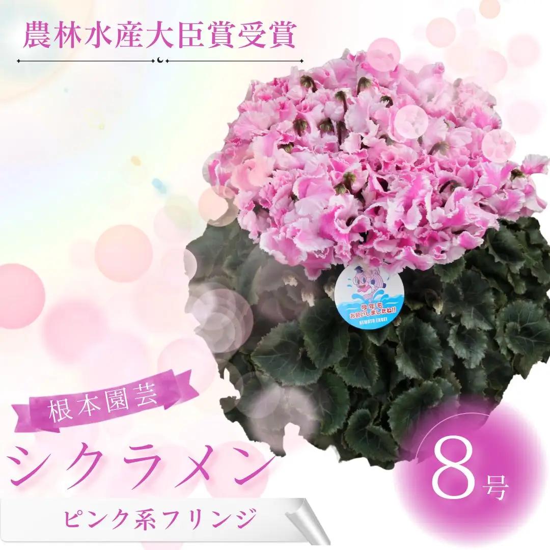 【先行予約】シクラメン ピンクフリンジ 8号鉢 根本園芸 | シクラメン 農林水産大臣賞