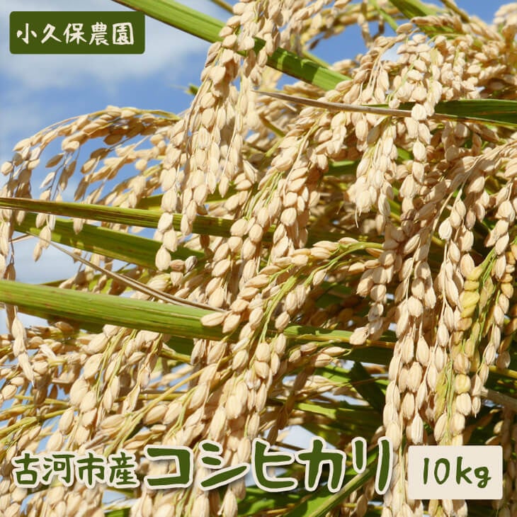 
            【令和7年産】古河市産 コシヒカリ10kg【小久保農園】  | 米 茨城県 こめ コメ 白米 ご飯 単一米 国産 古河市 茨城県産 定番 おいしい ギフト 贈答 贈り物 プレゼント お祝 ご褒美 記念日 景品 _AS02
          