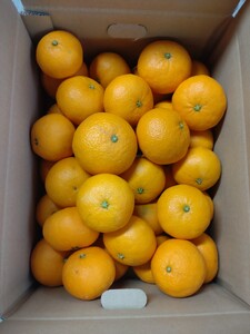 【周防大島産】せとみ（晩柑類） 5kg