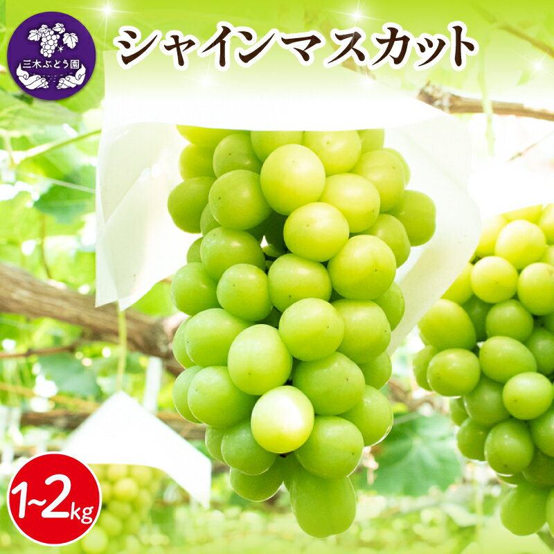 【ふるさと納税】 シャインマスカット 約 1kg 約 1.5kg 約 2kg ＜2026年8月上旬から9月下旬頃発送＞ ぶどう 葡萄 マスカット フルーツ 果物 ジュース アイス デザート スイーツ ケーキ グルメ 贈答 プレゼント 人気 おすすめ 甘い 送料無料 三木ぶどう園 徳島県 阿波市