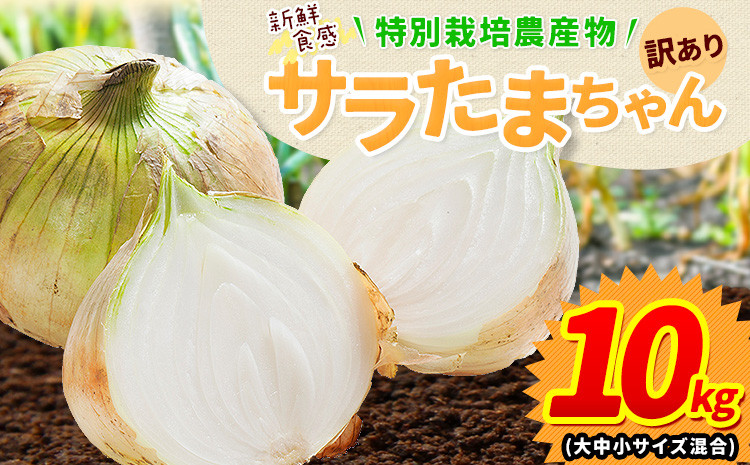 
            訳あり サラたまちゃん 新玉ねぎ 10kg 《1-5営業日以内に出荷予定(土日祝除く)》熊本県 葦北郡 津奈木町 野菜 たまねぎ エコファーマー 大中小サイズ混合 特産品 サラたまちゃん サラダ玉ねぎ 玉ねぎ タマネギ
          