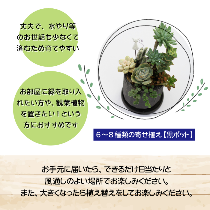 サボテン＆多肉植物の寄せ植え【黒ポット】 ／ インテリア 植物 ギフト おしゃれ 彩花園