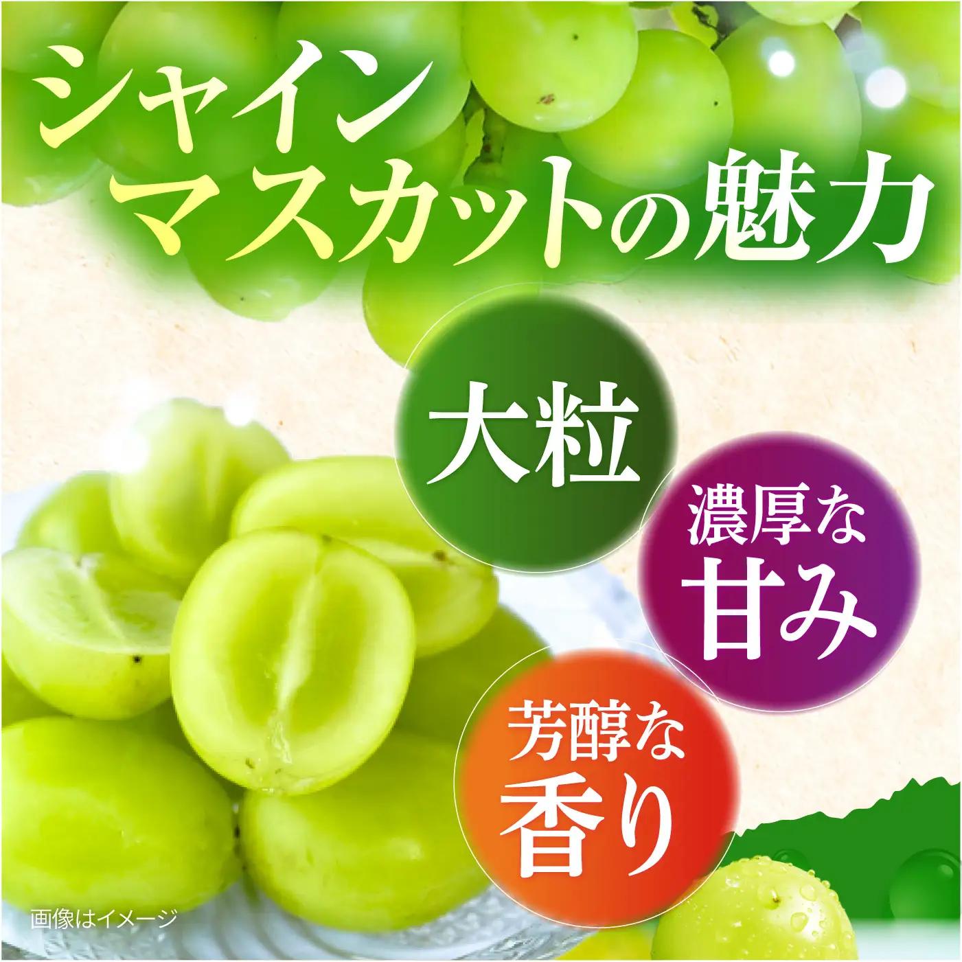 フルーツ2回定期便（ブルーベリー 約1kg・シャインマスカット 約1.5kg） 大村市 おおむら夢ファームシュシュ/ ブルーベリー ぶるーべりー ぶどう ブドウ 葡萄 フルーツ定期便 シャインマスカッ