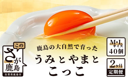 定期便 佐賀県鹿島産 平飼い卵 うみとやまとこっこ 上田養鶏場 たまご 卵 平飼い 20個 × 2回 産地直送 熨斗 贈与 ふるさと納税 佐賀県 鹿島市 B-396