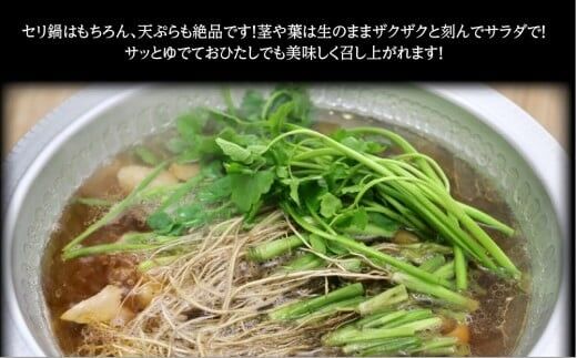 【期間限定】根付き仙台セリ鍋出汁セット（セリ鍋用出汁・スープ付）（1,000g）9～10人前 [せり鍋 仙台名物 冬 ごちそう 惣菜 セリ]