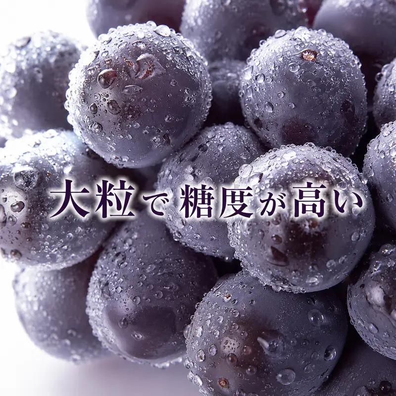 ニュー ピオーネ 約2kg 3～5房 ぶどう 葡萄 フルーツ 岡山 高梁市産 2026年 先行予約 果物類 果物 