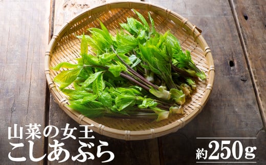 【2026年発送】「山菜の女王」山形のこしあぶら約250g_H173(R8)