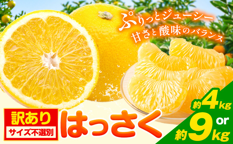 
            【訳あり/ご家庭用】はっさく 選べる 約4kg 約9kg (4L~Sサイズ サイズ不選別) 早生･晩生指定不可《2月上旬-4月中旬に出荷予定(土日祝除く)》和歌山県 岩出市 産地直送 みかん 八朔 柑橘 果物 フルーツ ご家庭用 ビタミンC たっぷり 
          