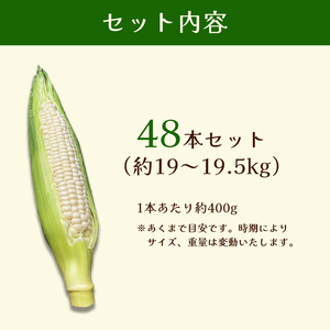 京都府産 極甘ホワイトコーン 48本（約19～19.5kg） とうもろこし トウモロコシ コーン ホイップコーン 季節の野菜 農家直送 旬 旬野菜 国産 野菜 朝採り 産地直送 期間限定 甘い コーン