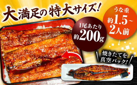 国産 活うなぎの蒲焼 2本入 鰻 [AICQ005] 