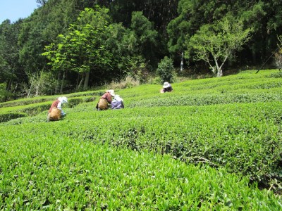 12-4 生粋川根茶 澤本園 ふるさとありがとう17