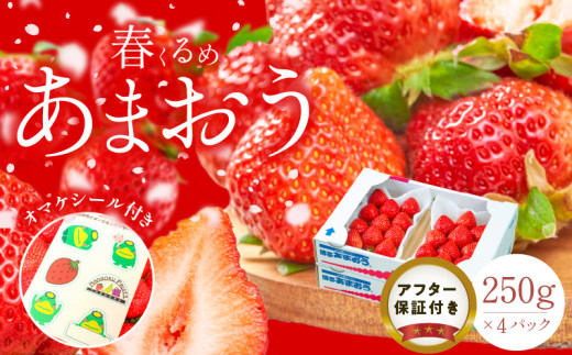 福岡産【春】あまおう4パック_春くるめ あまおう 250g × 4パック 合計 1kg シール付き 冷蔵 濃厚 甘い 果汁 アフター保証 安心安全 国産 いちご 果物 アレンジ おやつ フルーツ スイーツ スムージー ジャム 南国フルーツ お取り寄せ 福岡県 久留米市 送料無料_Fi012