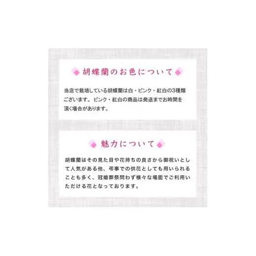 【定期便3ヶ月】 胡蝶蘭 3本立て ピンク スタンダード 花 