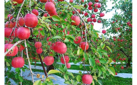 《先行予約 2026年度発送》【山形県産】サンふじりんご特秀品5kg りんご リンゴ 林檎 デザート フルーツ 果物 くだもの 果実 食品 山形県 FSY-2971