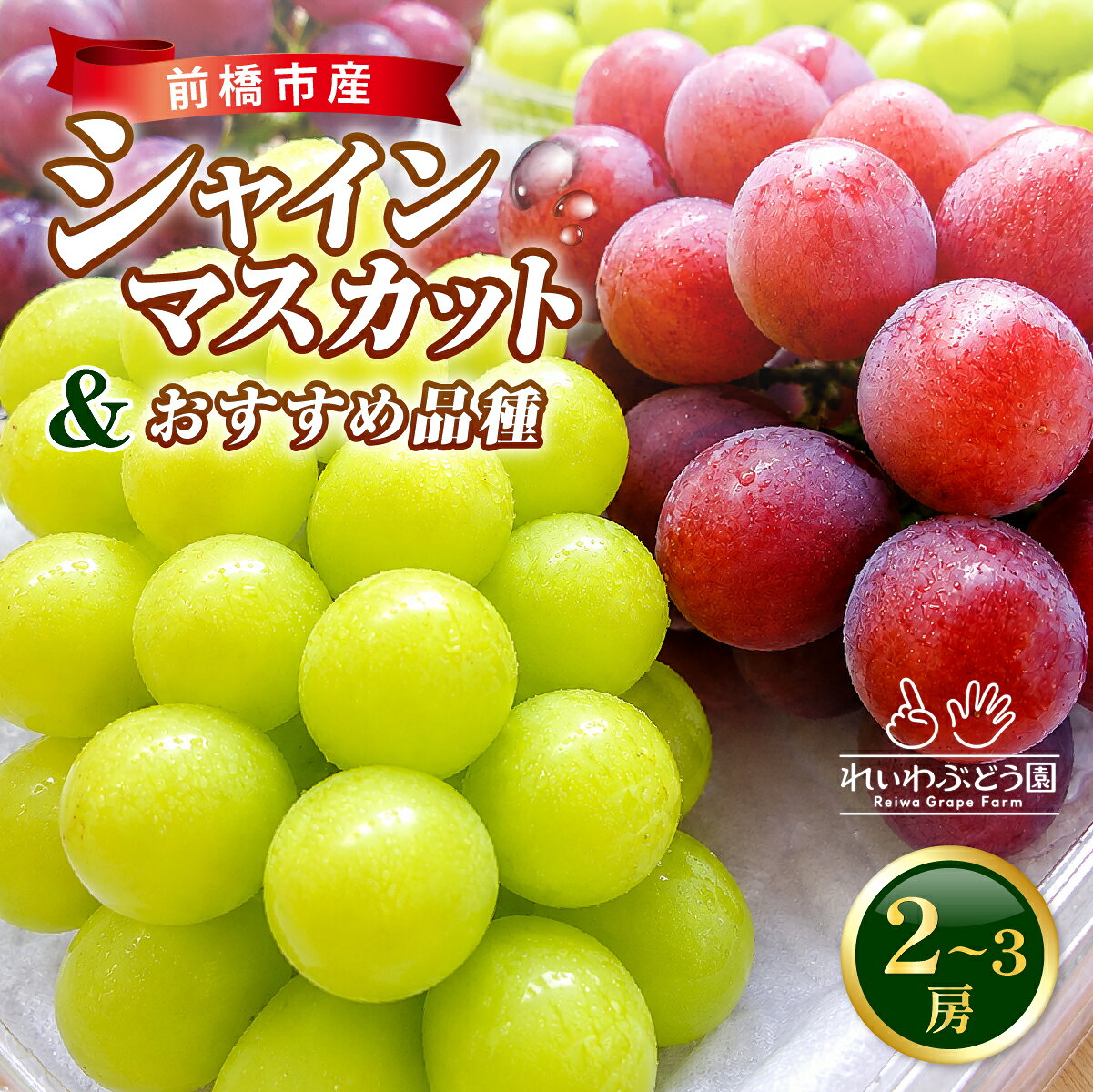 【ふるさと納税】先行予約 シャインマスカット 農園おすすめ品種 食べ比べ 2～3房 約1.2kg～約1.5kg ｜ シャインマスカット 贈答用 新鮮 高級 産地直送 果汁 甘い 人気 高糖度 エコファーマー プレゼント れいわイチゴ園 れいわブドウ園 れいわぶどう園 群馬県 前橋市