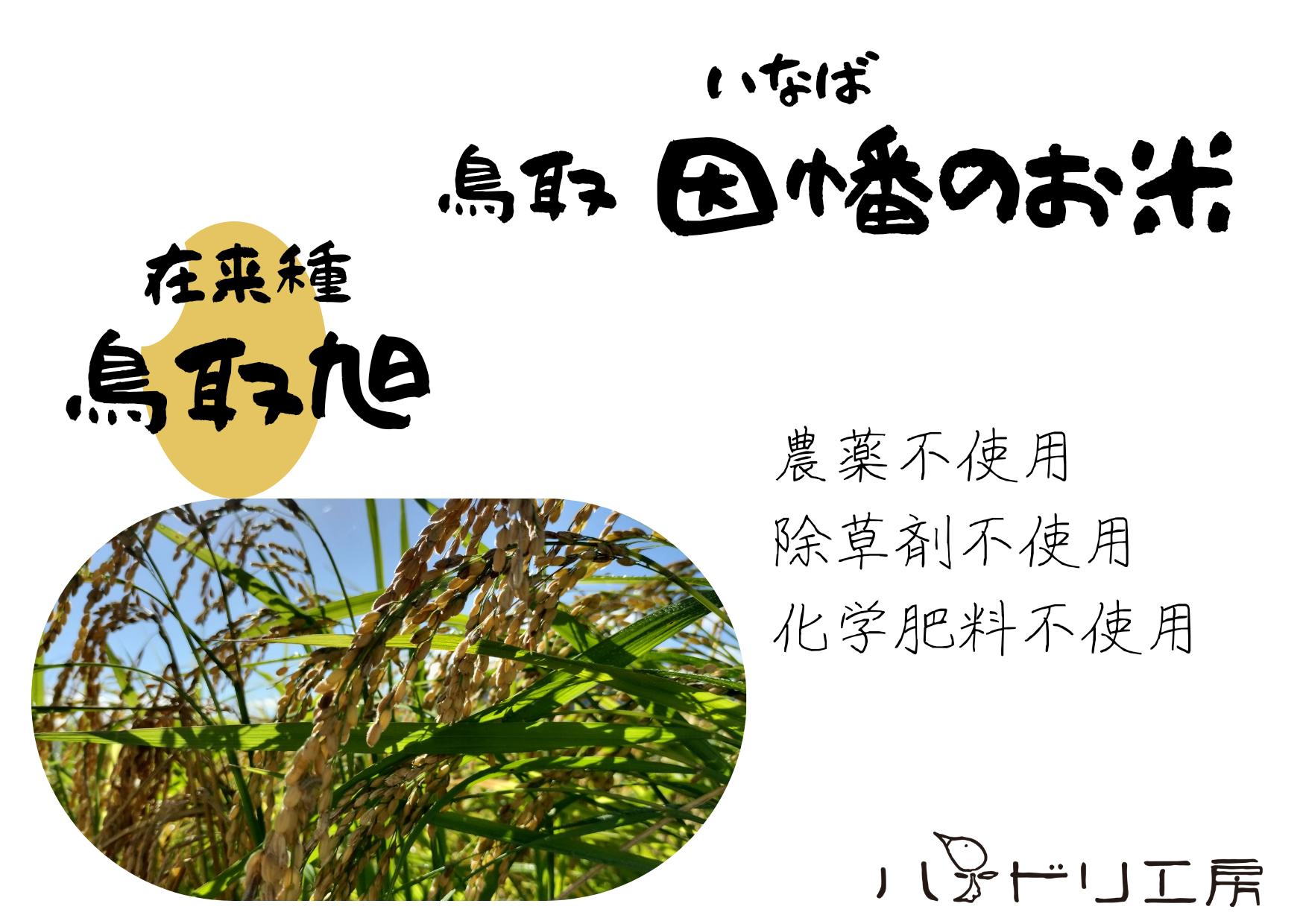
                  鳥取旭5kg（精米）
                