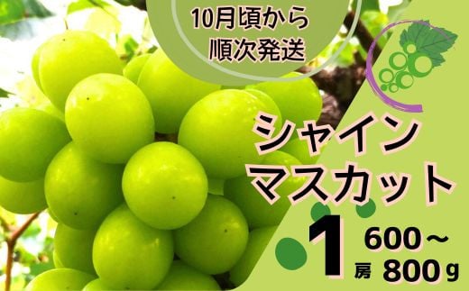 
            Y6　シャインマスカット 1房 ( 600 ～ 800g )　数量限定 【 ぶどう ブドウ 数量限定 大粒 ギフト 自宅用 贈答 】
          