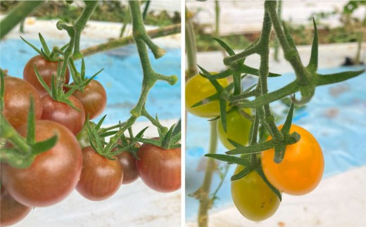 熊本県産食卓を彩る7種類以上の色鮮やかなカラフルミニトマト 4箱入り1ケース 計1.2kg 熊本県産 トマト プチトマト 【2025年11月上旬発送開始】