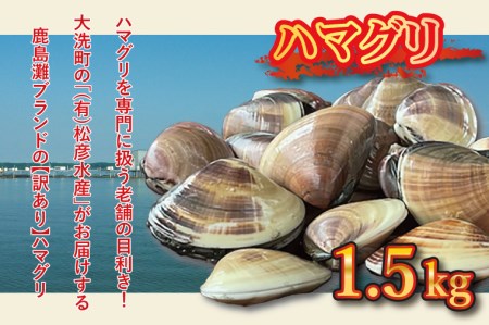 期間限定 鹿島灘 ハマグリ 訳あり 1.5kg 砂抜き済み はまぐり 蛤 わけあり 国産 天然 茨城県産 鹿島灘産 焼き蛤 BBQ おせち お雑煮 お吸い物 ラーメン パスタ_BK001