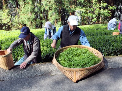 13-9 生粋川根茶 澤本園 ふるさとありがとう12