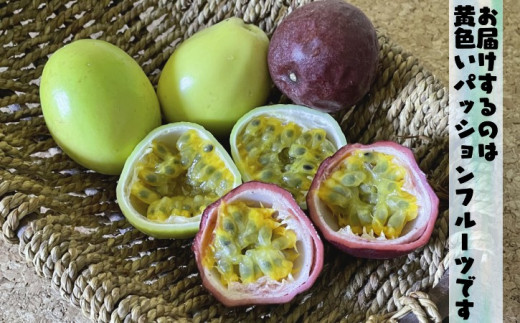 【 7月下旬～8月 先行予約 】種子島 珍しい 黄色 パッションフルーツ かわもと農園 (20個入り)　NFN460 【450pt】 // 夏期限定 安心・安全 無農薬