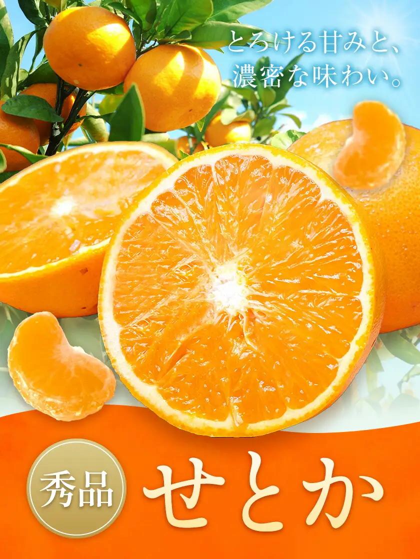 せとか 秀品 10kg