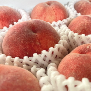 【先行予約】【夏の美味】【和歌山ブランド】フルーツ王国　和歌山の桃　約2kg　※2025年6月中旬～7月下旬頃順次発送予定【ard048C】