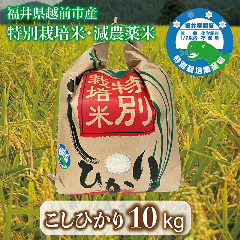 【ふるさと納税】新米「こしひかり」精米 令和7年度産 福井県越前市産 特別栽培米 10kg/ 送料無料 福井県 越前市 米 こしひかり 減農薬 2025年度産 新生活(18209)