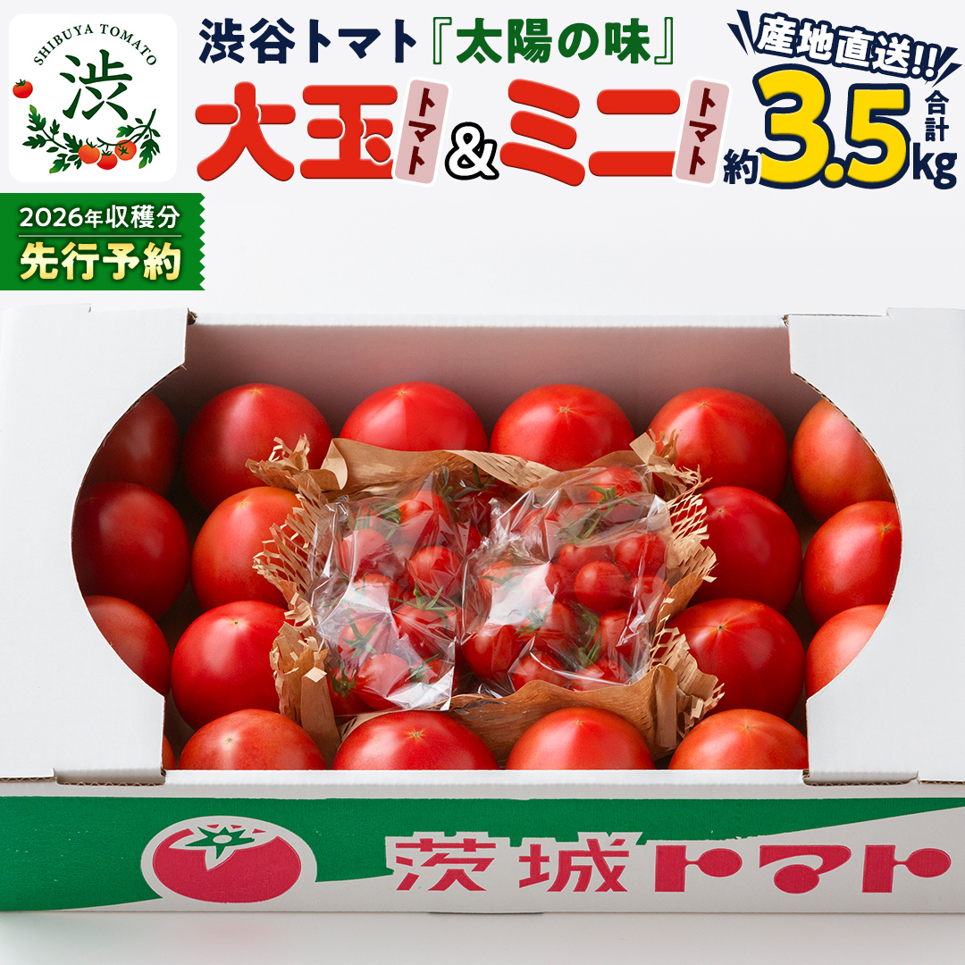 【 2026年 収穫分 先行予約 】 -太陽の味- 渋谷トマト 大玉トマト・ミニトマト詰め合わせ 約3.5kg 2026年1月5日～発送開始 トマト ミニトマト 茨城 産地直送 農家直送リコピン ビタミン 有機肥料 野菜 甘い 直売所 [EL01-NT]