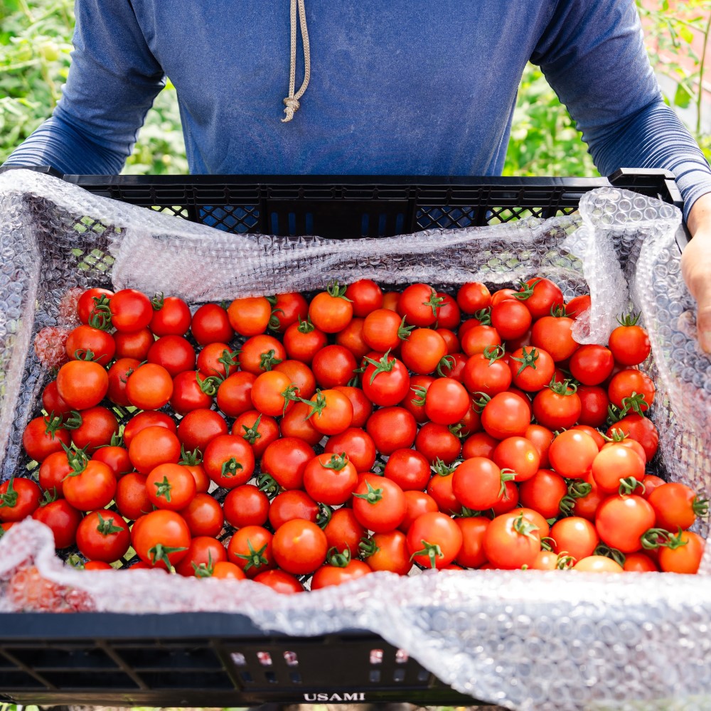 北海道壮瞥町産 ラビットゴッホ2kg 中玉トマト SBTAJ003