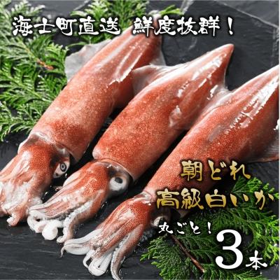 ふるさと納税 海士町 【便利な個包装】高級朝どれ白いか丸ごと3本セット【ぜひお刺身で!】