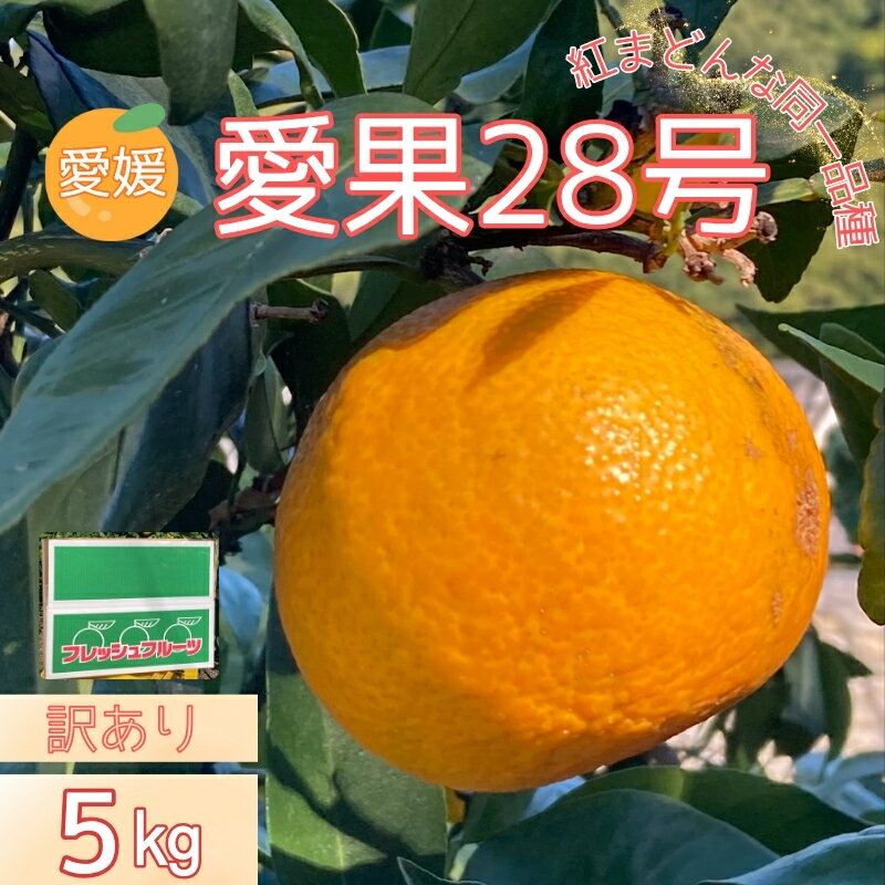 【ふるさと納税】みかん 愛果28号 5kg 訳あり ご家庭用 紅まどんなと同一品種 農園直送 先行予約 【11月下旬から順次発送予定】 愛媛 数量限定 愛媛県産 人気 柑橘 国産 フルーツ 伊予市｜B504